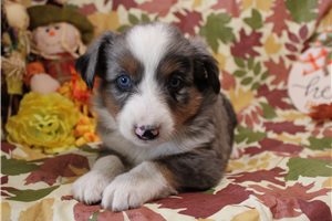Hope - Miniature Australian Shepherd for sale