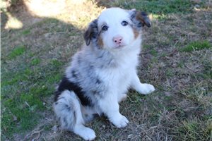 Hamlet - Miniature Australian Shepherd for sale