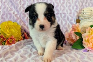 Dylan - Miniature Australian Shepherd for sale