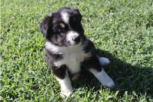 Dane - Miniature Australian Shepherd for sale