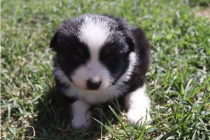 Farrah - Miniature Australian Shepherd for sale
