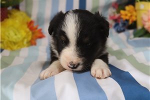 Felix - puppy for sale