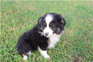 Farrah - Miniature Australian Shepherd for sale