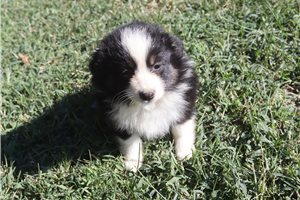 Farrah - Miniature Australian Shepherd for sale