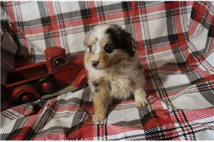 Alabama - puppy for sale