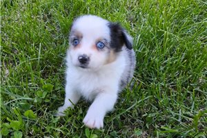 Daphne - Miniature Australian Shepherd for sale