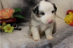 Hamlet - Miniature Australian Shepherd for sale