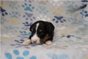 Hickory - Miniature Australian Shepherd for sale