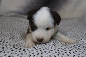Danny - Miniature Australian Shepherd for sale