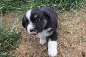 Dane - Miniature Australian Shepherd for sale