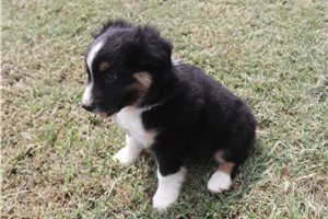 Dane - Miniature Australian Shepherd for sale