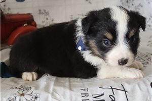Oakley - puppy for sale