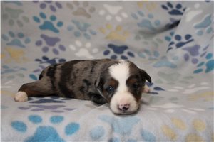 Hope - puppy for sale