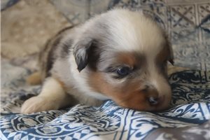 Brinley - puppy for sale
