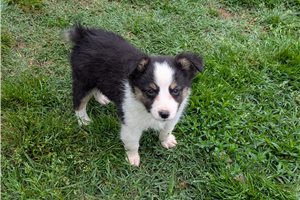 Dylan - Miniature Australian Shepherd for sale