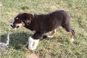 Dane - Miniature Australian Shepherd for sale