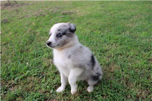 Flora - Miniature Australian Shepherd for sale