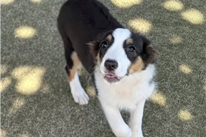 Dylan - Miniature Australian Shepherd for sale