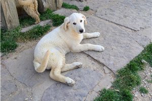 Owen - Mixed/Other for sale