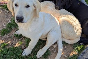 Ophelia - Mixed/Other for sale