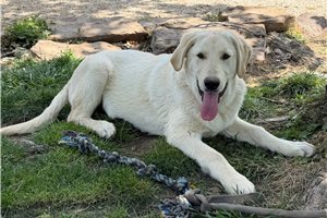 Oliver - Mixed/Other for sale