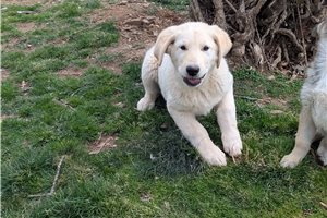 Owen - Mixed/Other for sale
