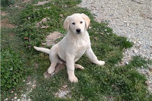 Oliver - Mixed/Other for sale