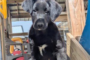 Oscar - Mixed/Other for sale