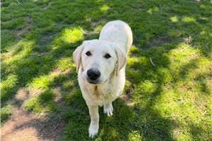Oliver - Mixed/Other for sale