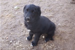 Oscar - puppy for sale