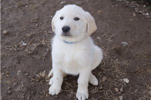 Oliver - Mixed/Other for sale