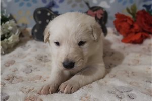 Olivia - puppy for sale