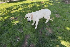 Ophelia - Mixed/Other for sale