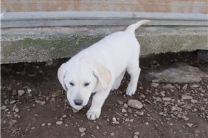 Ophelia - Mixed/Other for sale