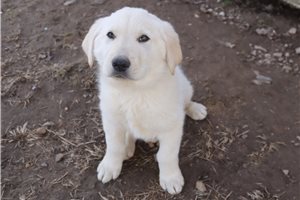 Owen - puppy for sale