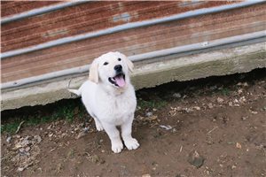 Owen - Mixed/Other for sale