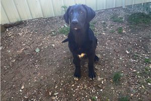 Oscar - Mixed/Other for sale