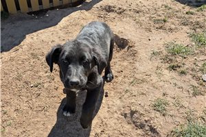 Oscar - Mixed/Other for sale