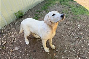 Oliver - Mixed/Other for sale