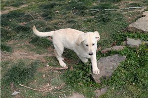 Ophelia - Mixed/Other for sale