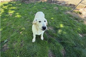 Ophelia - Mixed/Other for sale