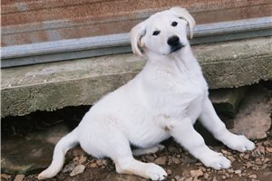 Ophelia - Mixed/Other for sale