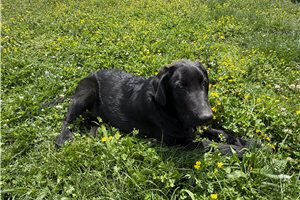 Oscar - Mixed/Other for sale
