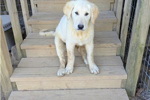 Oliver - Mixed/Other for sale