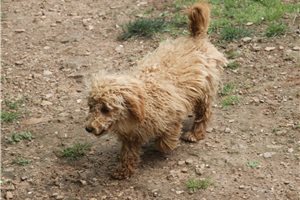 Erica - Poodle, Miniature for sale