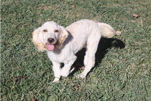 Harvey - Poodle, Miniature for sale