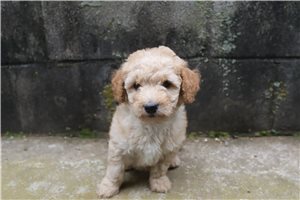 Hayes - Poodle, Miniature for sale