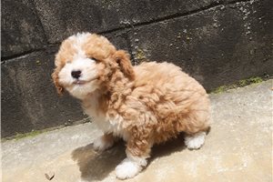Harper - Poodle, Miniature for sale