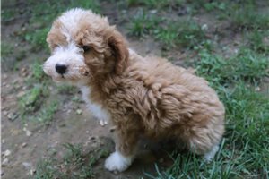 Harper - Poodle, Miniature for sale