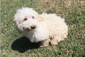Harvey - Poodle, Miniature for sale